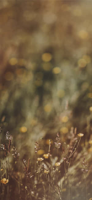 Fotografii Flori Sălbatici — Honor 600 Lite Fundal