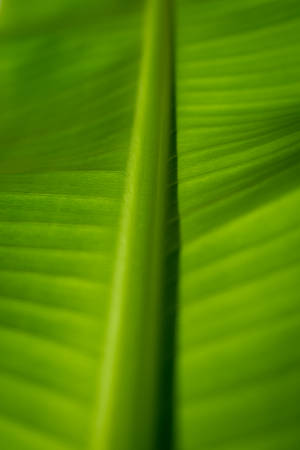 Fotografie Macro Frunză Bananier wallpaper. — 2:3 Fundal