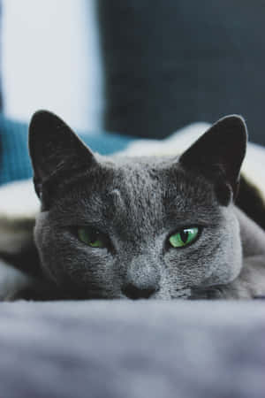 Imagini cu pisici Russian Blue — Honor Pad GT2 Pro Fundal