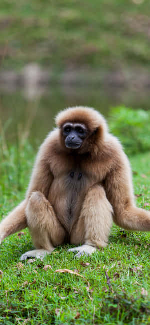 Fond iPhone Xs Max Gibbon — iPhone 14 Pro Max Fundal