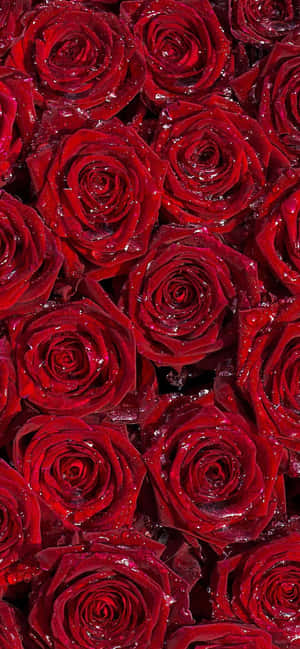 Floare Burgundă — Redmi Note 15 Special Fundal
