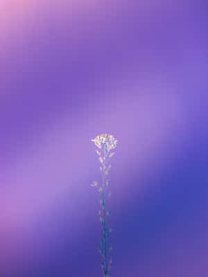 Imagini violet — Mov Fundal