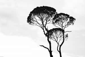 Imagini alb-negru estetice — Alb negru estetic GIF Fundal
