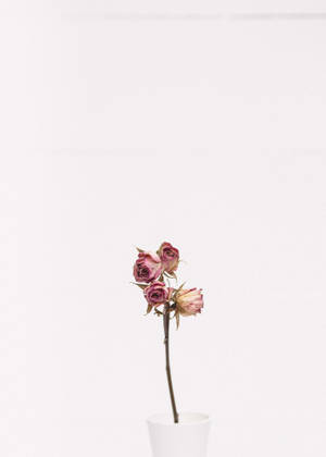 Wallpaper trandafiri roz minimalisti — OnePlus Pad 3 Pro Fundal