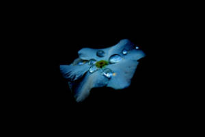Fond de ecran AMOLED cu o floare albastră și picături pe un fundal negru. — AMOLED Fundal