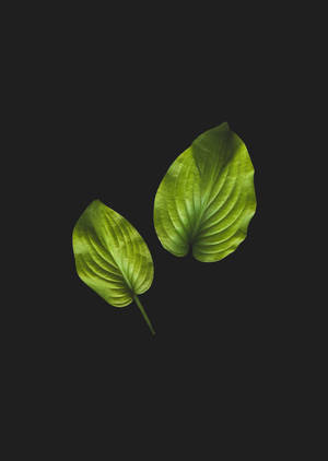 Anthurium Leaf In Black wallpaper. — OnePlus Pad 3 Pro Fundal