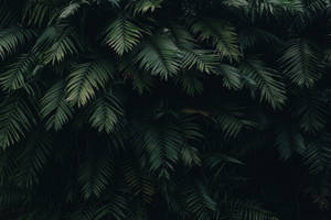 Ace de pin pentru desktop — Estetică verde GIF Fundal