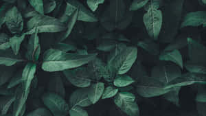 Fundal de păduro estetic verde închis — Estetică verde închis Fundal