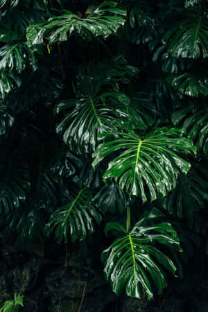 Fundal estetic verde închis, captivant — Huawei MatePad 11.5 (2025) Fundal