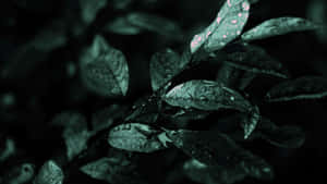 Fundal estetic verde închis — Estetică verde închis Fundal