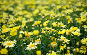 Fundal Floral Estetic: O Simfonie de Flori și Petale Delicate — Estetic Floare Fundal