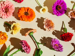 Fundal Floral — Floral Fundal
