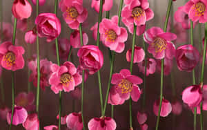 Fundal Floral Roz