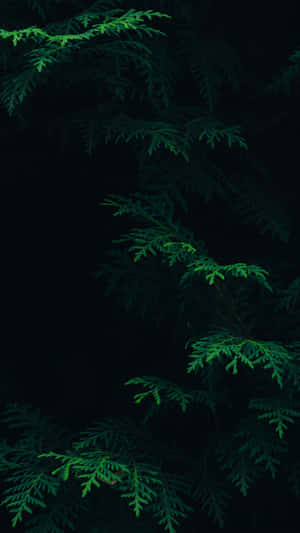 Fundal Gradient Aesthetic Verde Închis Încântător — Estetică verde închis Fundal