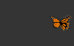 Fundal Gri Estetic — Estetic Gri Fundal