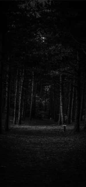 Întunecat 4K, estetică de pădure întunecată, abstract întunecat, pădure întunecată