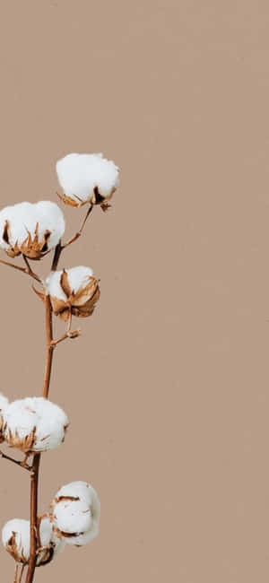 Fundal Minimalist iPhone X — Estetică minimalistă Fundal