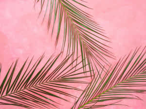 Fundal Roz Pastel — Roz pastel Fundal