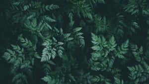 Fundal verde inchis cu estetica naturala — Estetică verde închis Fundal