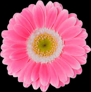 Png Margareta Roz - Png Floare Margareta Roz, Png Transparent — Floarea de culoare roz Fundal