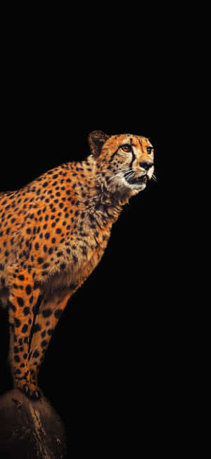 Cheetah Iphone — Huawei nova 15 Fundal