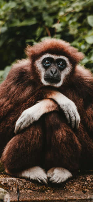 Fundal iPhone XS Gibbon — Honor X6e Fundal
