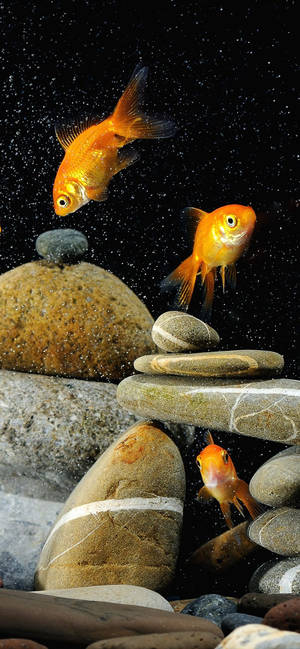 Goldfishes And Rocks mobile wallpaper — iPhone 14 Pro Max Fundal