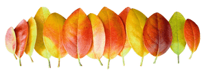 Gradient de culoare a frunzelor de toamnă.png