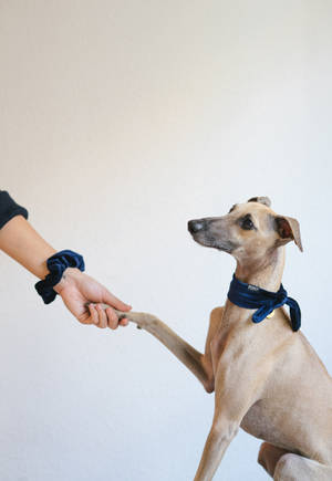 Greyhound Strângând Mâna Wallpaper — IQOO Pad5 Fundal