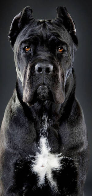 Handsome Cane Corso Dog wallpaper — iPhone 17 Pro Max Fundal