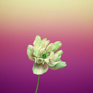 Helleborus Orientalis Violet Floare de Măr — 1:1 Fundal