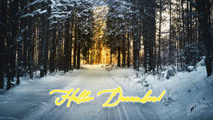 Hello December Pădure de Iarnă wallpaper — Zori Fundal