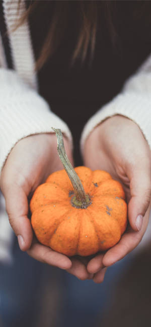 Holding A Little Pumpkin For Thanksgiving iPhone — iPhone 17e Fundal