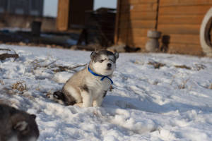 Husky Drăguț Cu Zgarda Albastră — Drăguț albastru Fundal