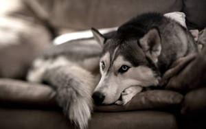 Tapet cu câine Husky siberian stând pe o canapea gri