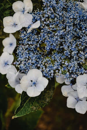 Hydrangea Serrata Flori Albastre Telefon — Huawei MatePad 11.5 (2025) Fundal