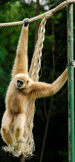 Fond iPhone Xs Max Gibbon — iPhone 13 Fundal