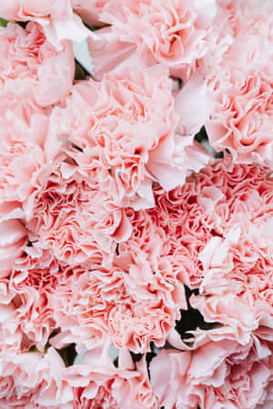 Fundal cu floare roz — Floare Roz Fundal