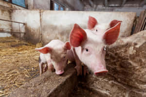 imagini cu animale de fermă — MacBook Pro M3 Fundal