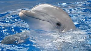 Imagini Drăguțe Delfin — Surface Fundal