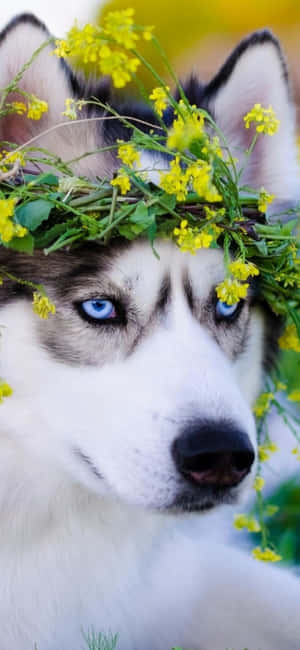 Poză drăguță cu husky — IQOO Z10R Fundal