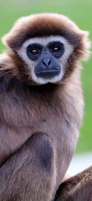 Iphone Xs Max Gibbon Fundal — iPhone 11 Pro Max Fundal