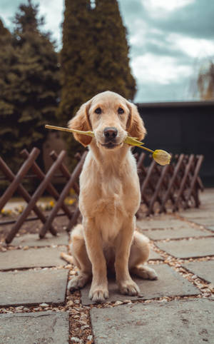 Imagine Labrador Retriever wallpaper — Galaxy Tab S10+ Fundal