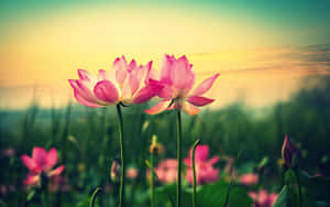 Imagini cu floarea de lotus — Floare estetic Fundal