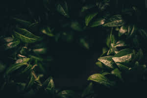 Imagini estetice verde închis — MacBook Pro M3 Fundal