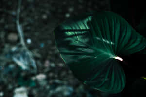 Imagini estetice verde închis — MacBook Pro M2 Fundal