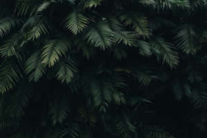 Imagini estetice verde închis — MacBook Pro M3 Fundal