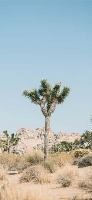 Imagini Joshua Tree — Honor 600 Fundal