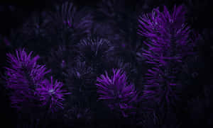 Imagini estetice violet închis — Mov Fundal