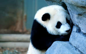 Fundal Panda — Panda Fundal